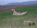 Setter Anglais ALDIMIS ALLA Setter Anglais ALDIMIS ALLA